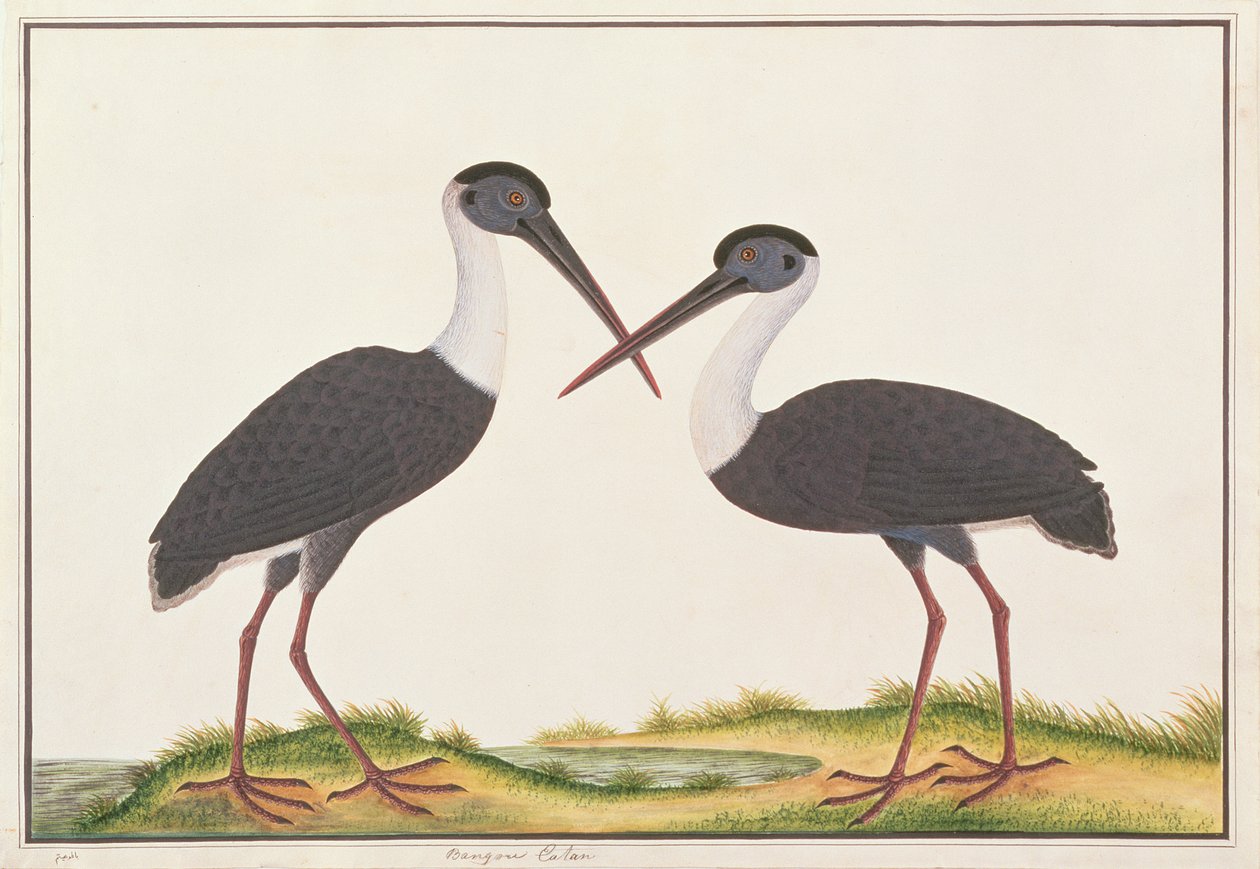 Gyapjasnyakú gólya, a Malaccai madarak rajzaiból, 1805-1818 körül (wc papíron) alkotó: Chinese School