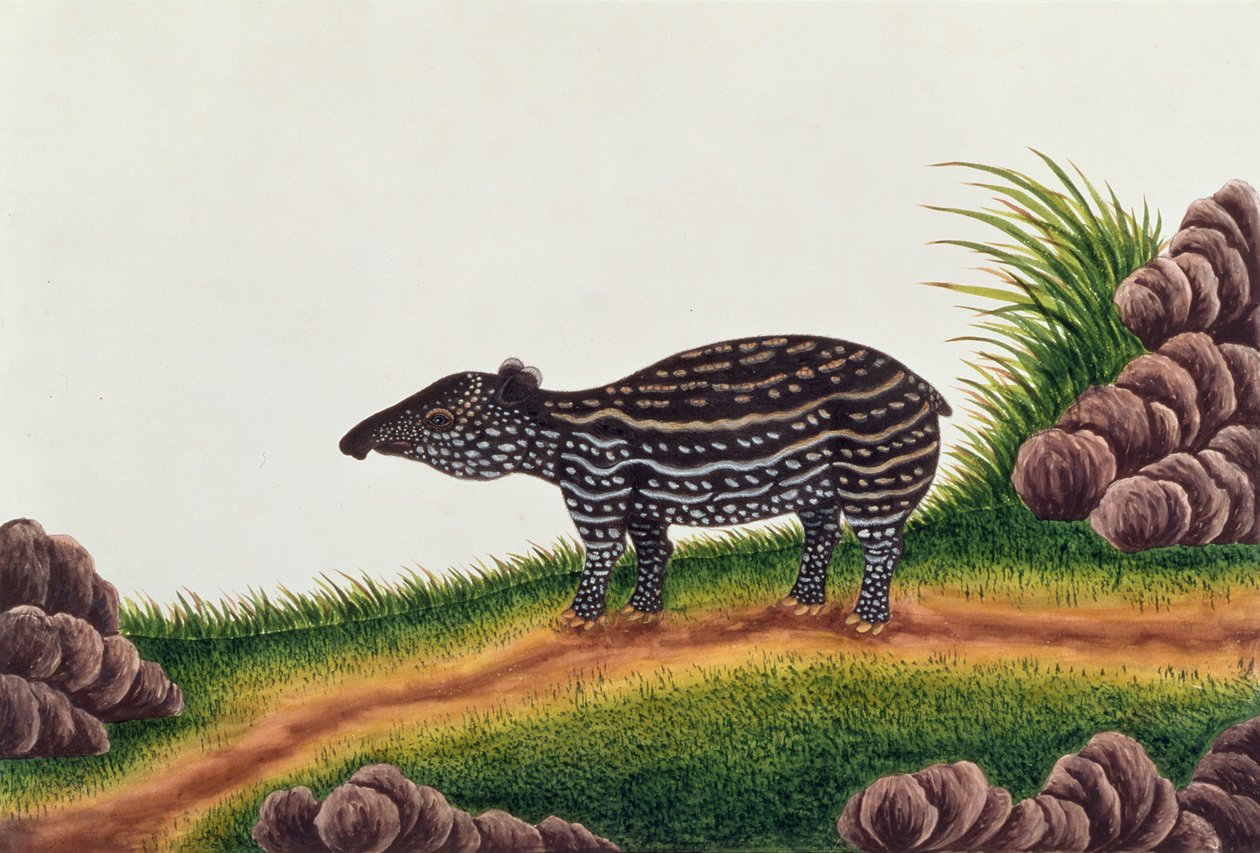 Fiatal malakkai tapír, Rajzok állatokról, rovarokról és hüllőkről Malaccából, 1805-1818 körül (wc és gouache papíron) alkotó: Chinese School