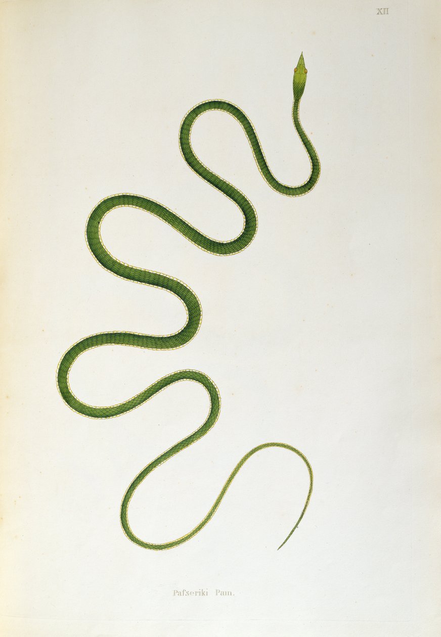 Pafseriki Pam Snake az An Account of Indian Serpents című könyvből, amelyet Patrick Russell gyűjtött a Coromandel-partról, London, 1796 alkotó: English School