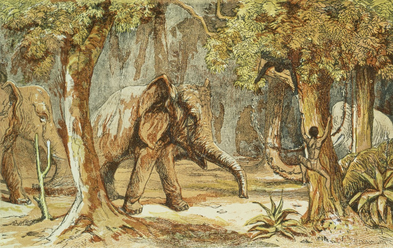 Treed by Elephants, illusztráció a Sporting Scenes amongst the Kaffirs of South Africa című filmből, W. Drayson, 1855 alkotó: English School