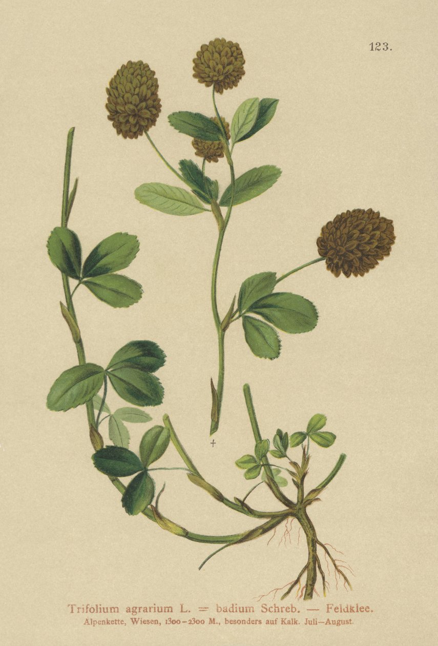 Barna lóhere (Trifolium agrarium, Trifolium badium) alkotó: German School