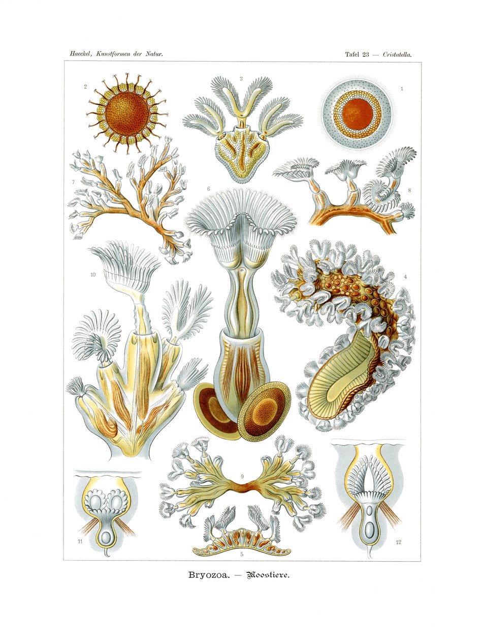 Bryozoa, 1899-1904 alkotó: German School