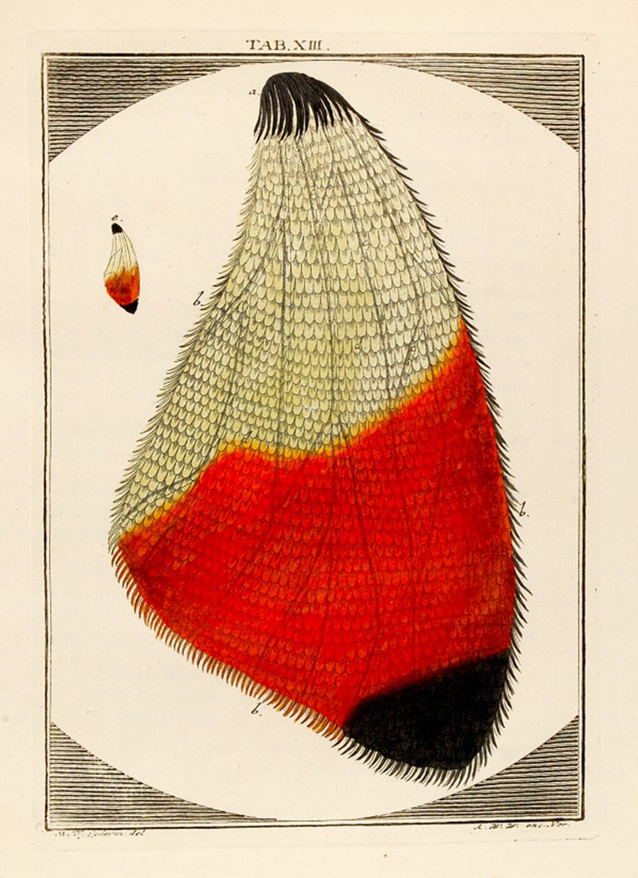 Egy nagyított lepkeszárny ábrája, 1768 alkotó: German School