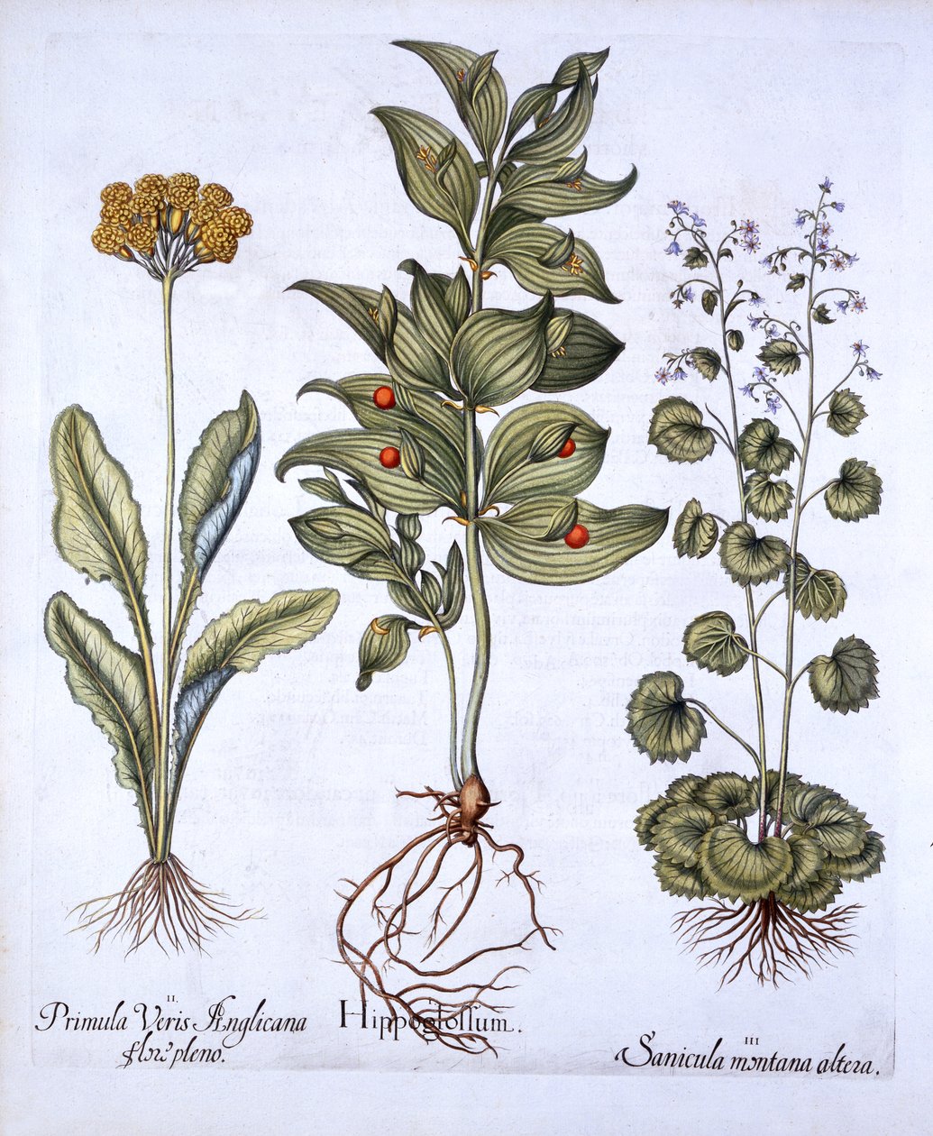 Hippoglossum, Cowslip and SanicleSnakeroot, Hortus Eystettensis, Basil Besler (1561-1629), pub. 1613 (kézzel színezett metszet) alkotó: German School