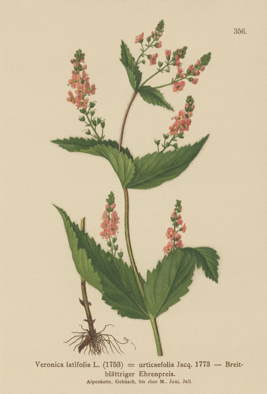 Csalánlevelű Speedwell (Veronica latifolia, Veronica urticifolia) alkotó: German School