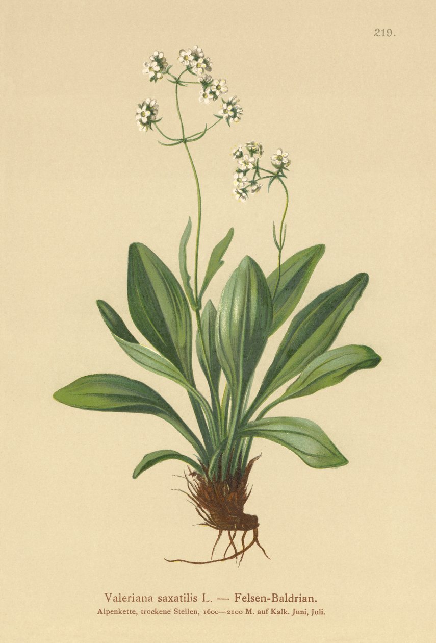 Sziklavalerián (Valeriana saxatilis) alkotó: German School