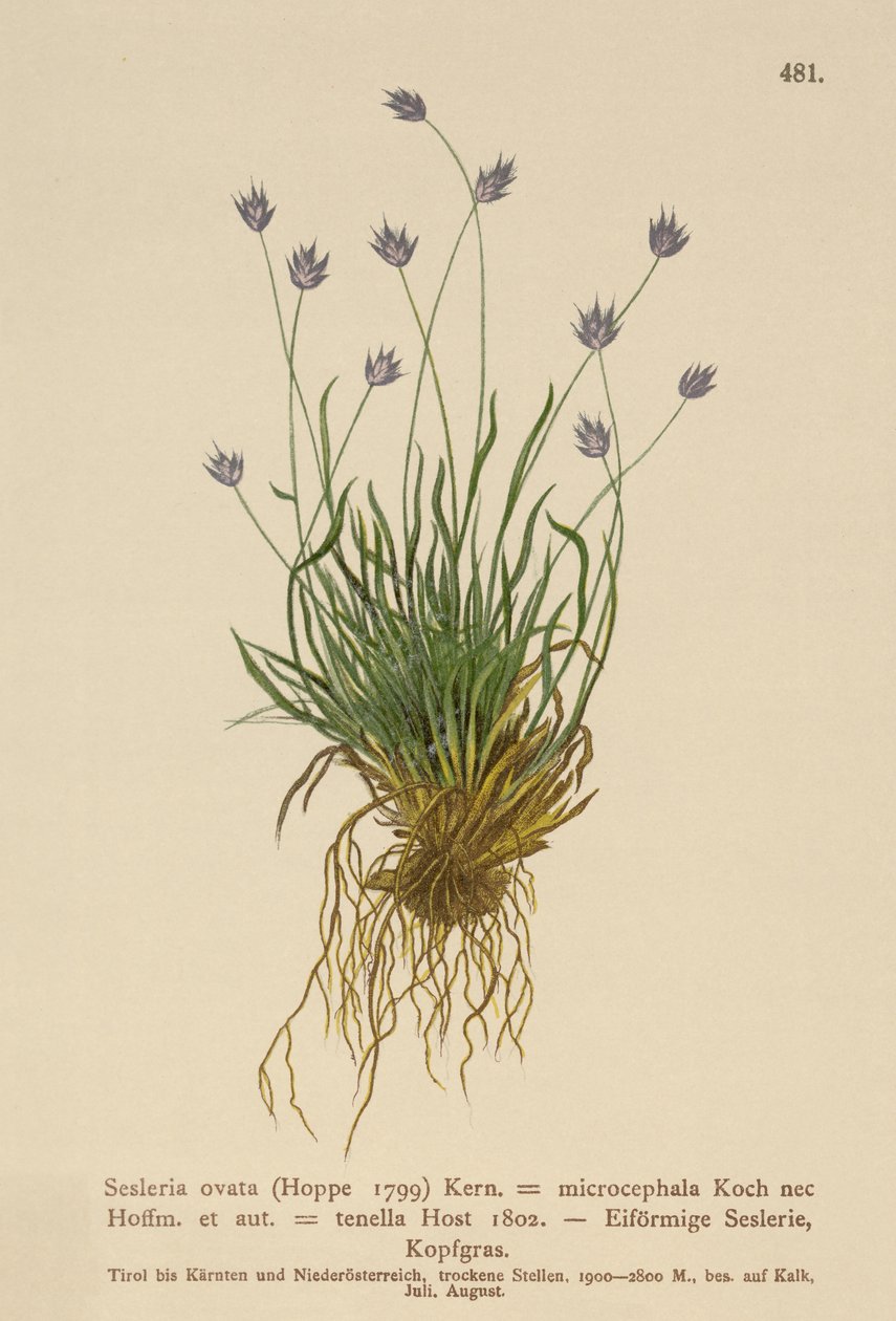 Sesleria (Sesleria ovata, Sesleria microcephala, Sesleria tenella, Psilathera ovata) alkotó: German School