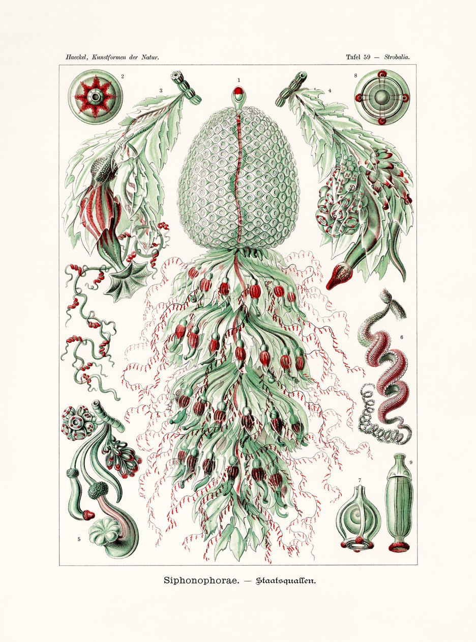 Siphonophorae, 1899-1904 alkotó: German School