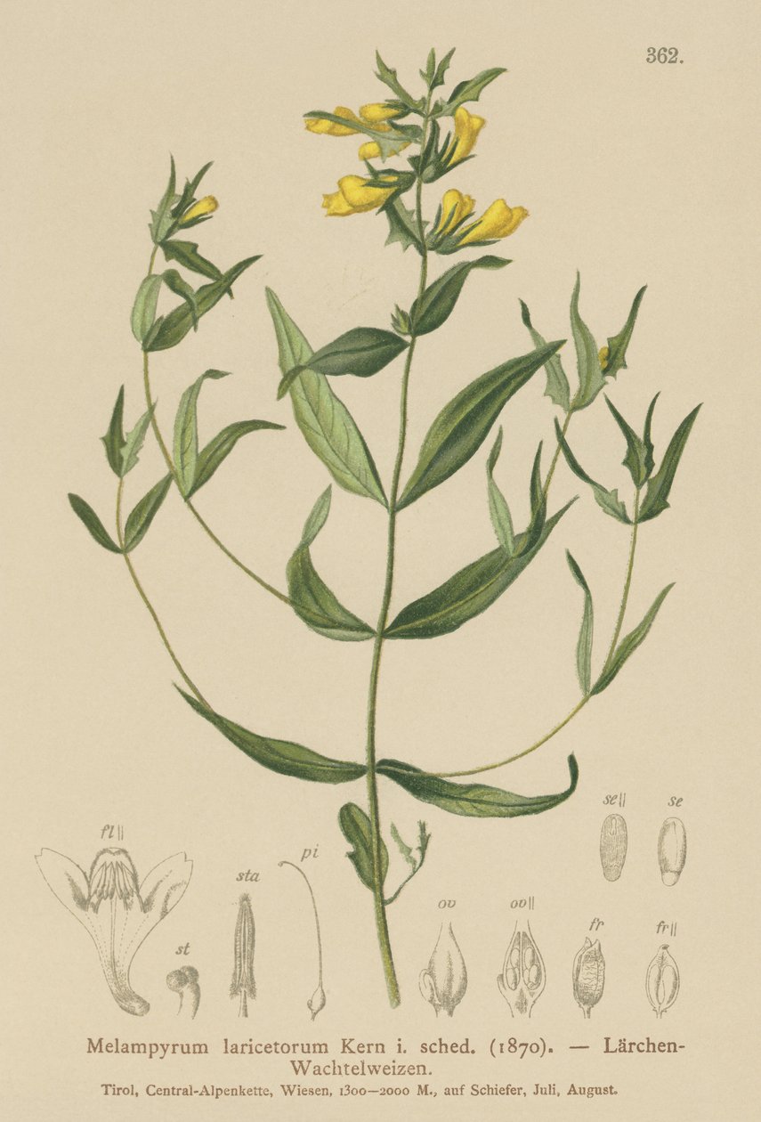 Kis tehénbúza (Melampyrum laricetorum, Melampyrum carpathicum, Melampyrum sylvaticum) alkotó: German School