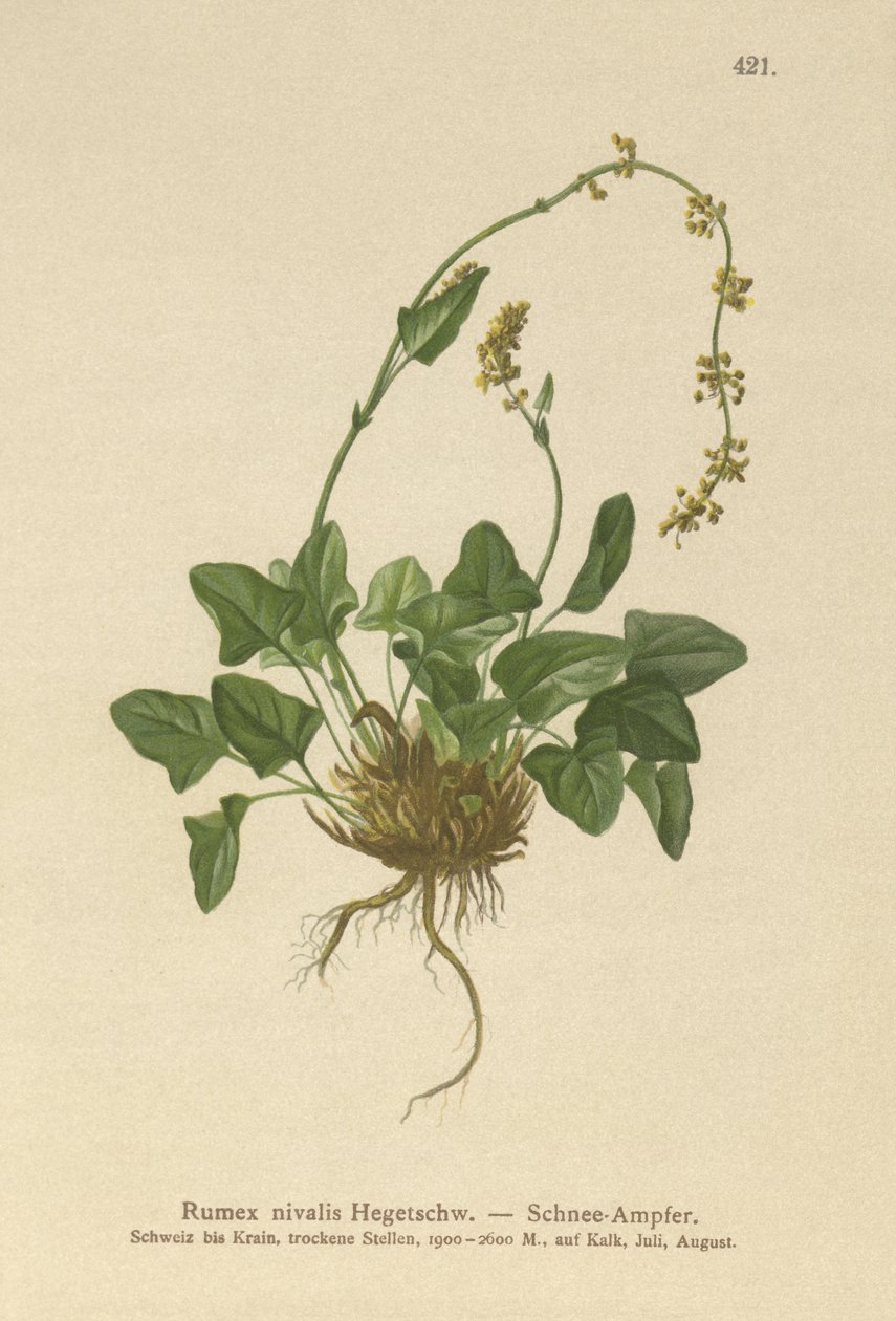 Snow Dock (Rumex nivalis) alkotó: German School