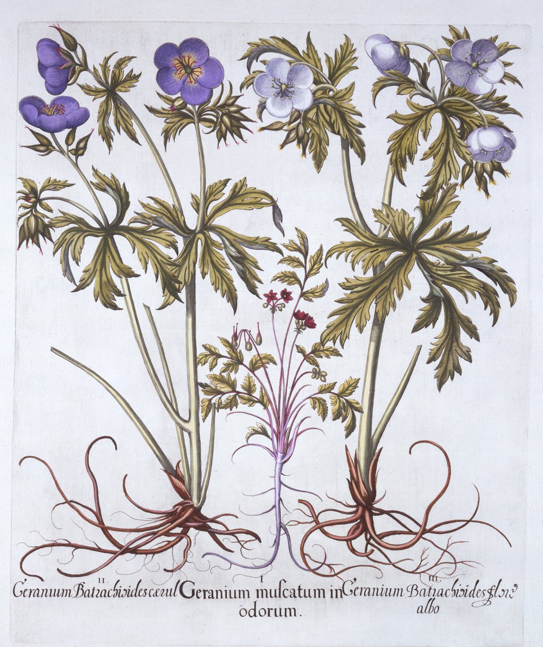 Muskátli variációk, Hortus Eystettensistől, Basil Besler (1561-1629), pub. 1613 (kézzel színezett metszet) alkotó: German School