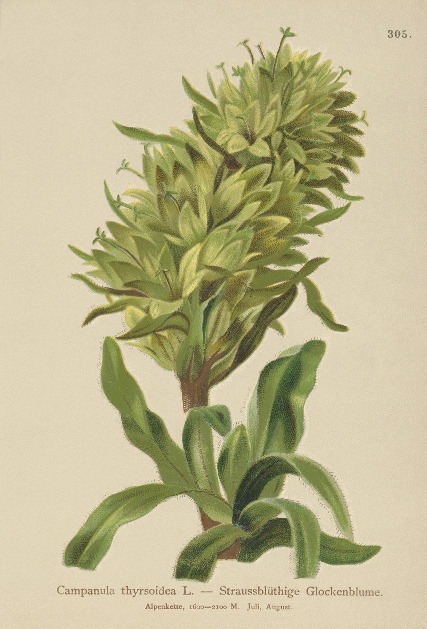 Sárga harangvirág (Campanula thyrsoidea, Campanula thyrsoides, Campanula macrorhiza) alkotó: German School