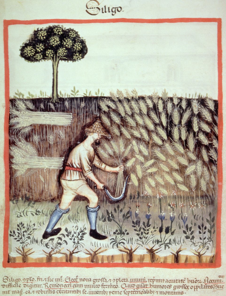 Fol.46v Gathering the Winter Grain, illusztráció a Tacuinum Santiatis Codex Vindobonensisből alkotó: Italian School