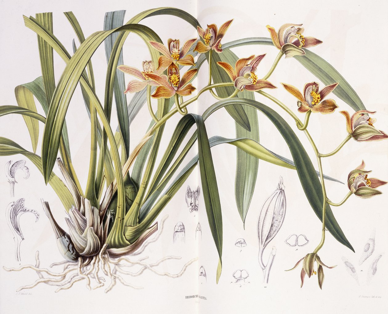Óriás Iridorchis, 1867 alkotó: A. J. Wendel