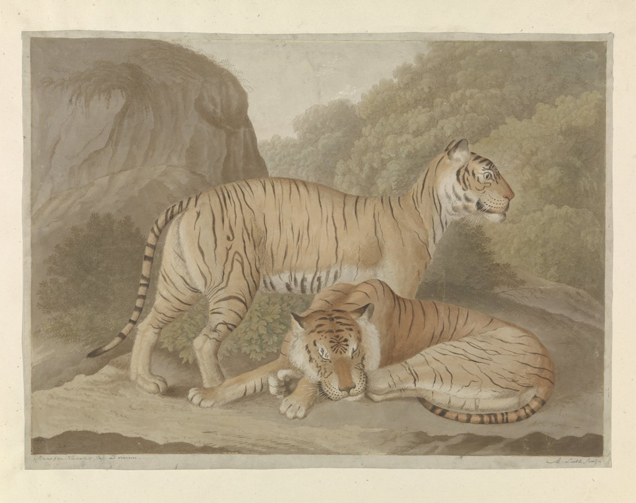 Két tigris egy tájban alkotó: A. Lutz