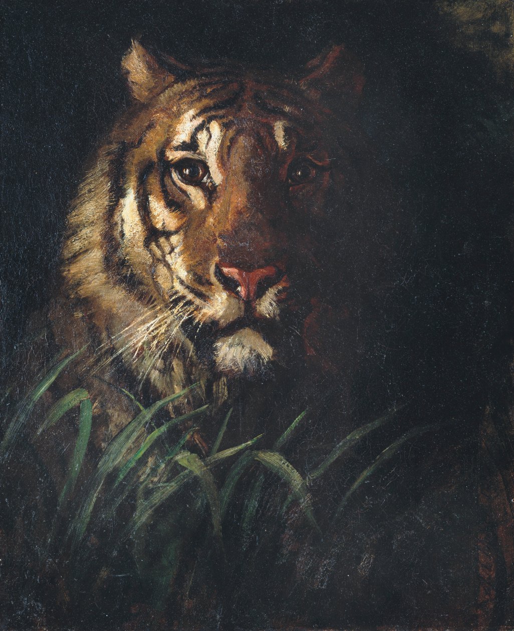 Tigrisfej, kb. 1874. alkotó: Abbott Handerson Thayer