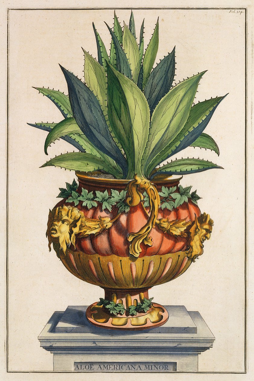 Aloe Americana Minor, az 1702-ben kiadott "Phytographia Curiosa" című kötetből. alkotó: Abraham Munting