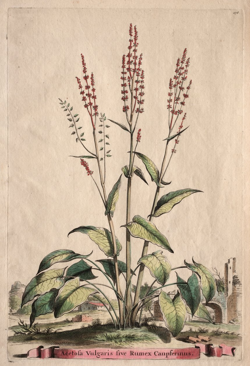 Phytographia Curiosa: Sóska Vulgaris sive Rumex Canpferinus alkotó: Abraham Munting