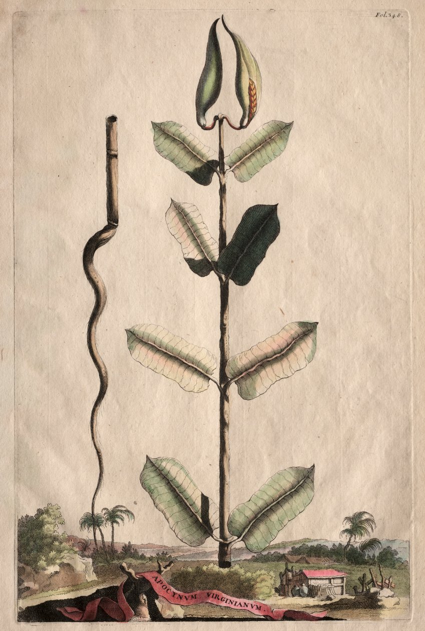 Érdekes Phyography: Virginian Apocynum alkotó: Abraham Munting