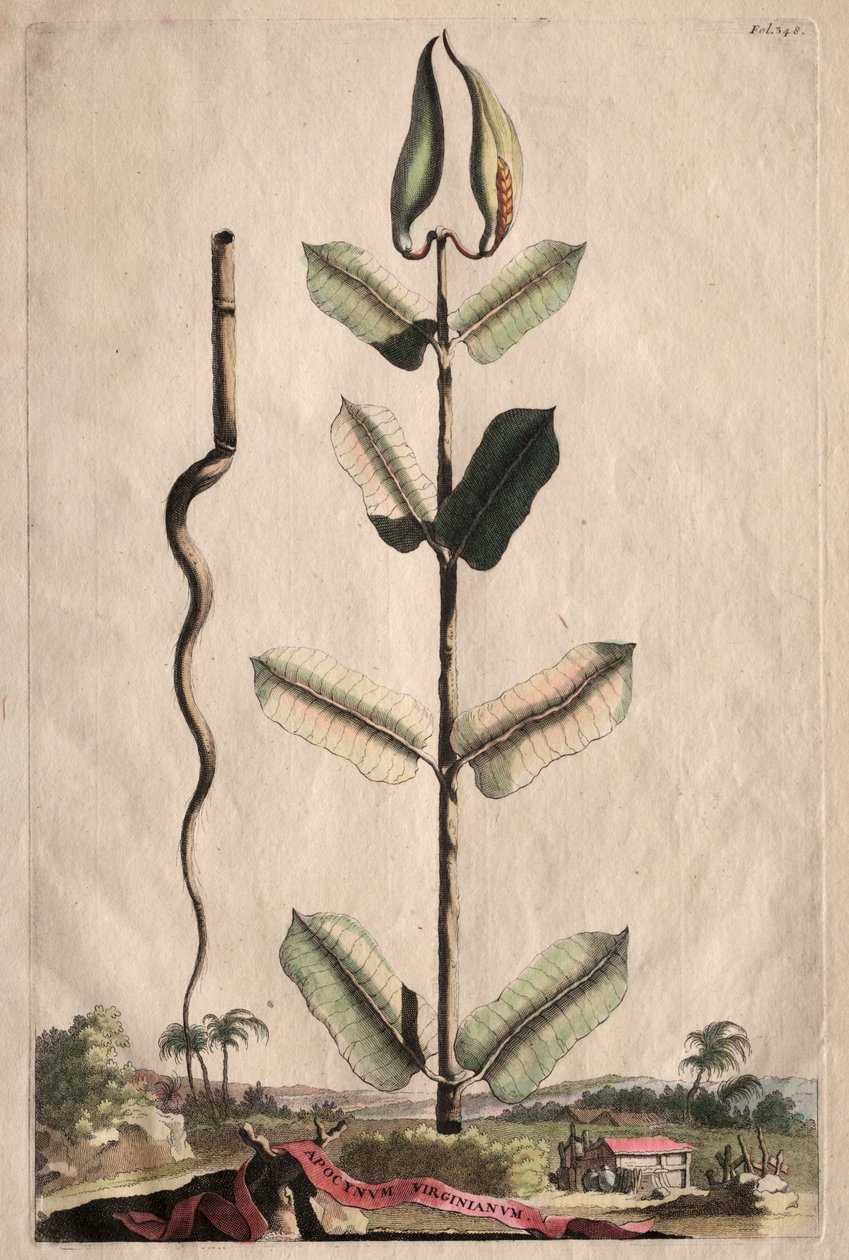Kíváncsi Phytographia: Apocynum Virginianum alkotó: Abraham Munting