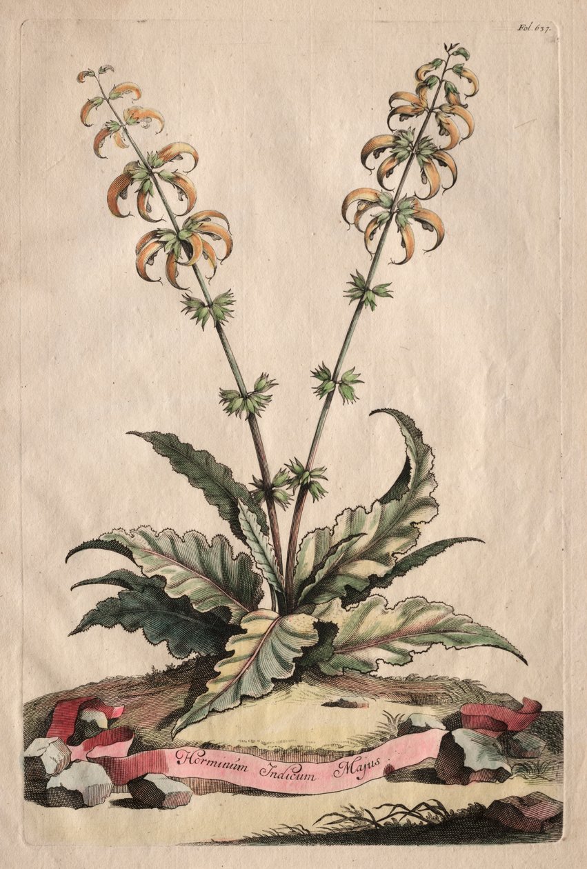 Phytographia Curiosa: A nagy indiai horminusz alkotó: Abraham Munting
