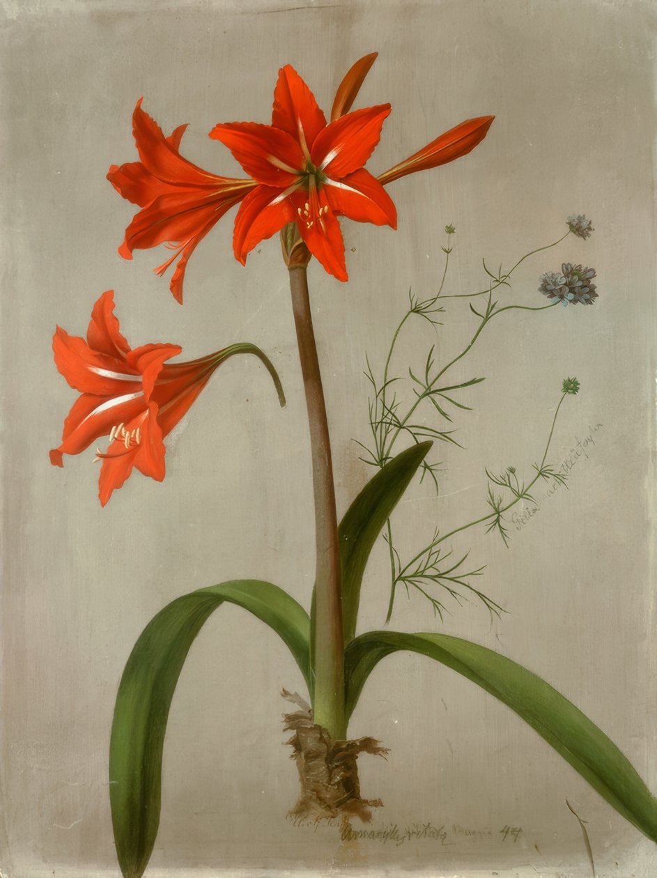 Amaryllis és Gilia alkotó: Adolf Senff