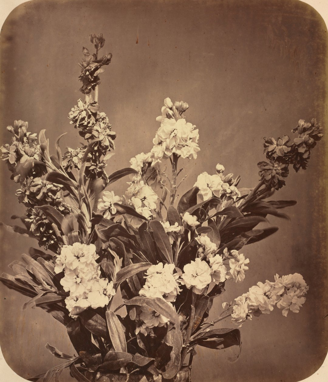 Csokor, c. 1855. alkotó: Adolphe Braun