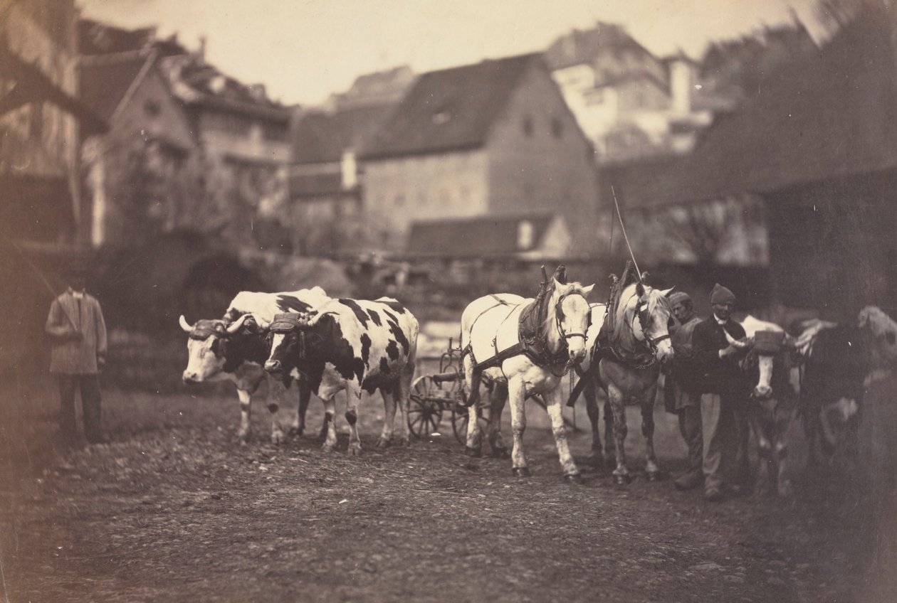 Cím nélkül Farm Animals, 1850-es évek. alkotó: Adolphe Braun