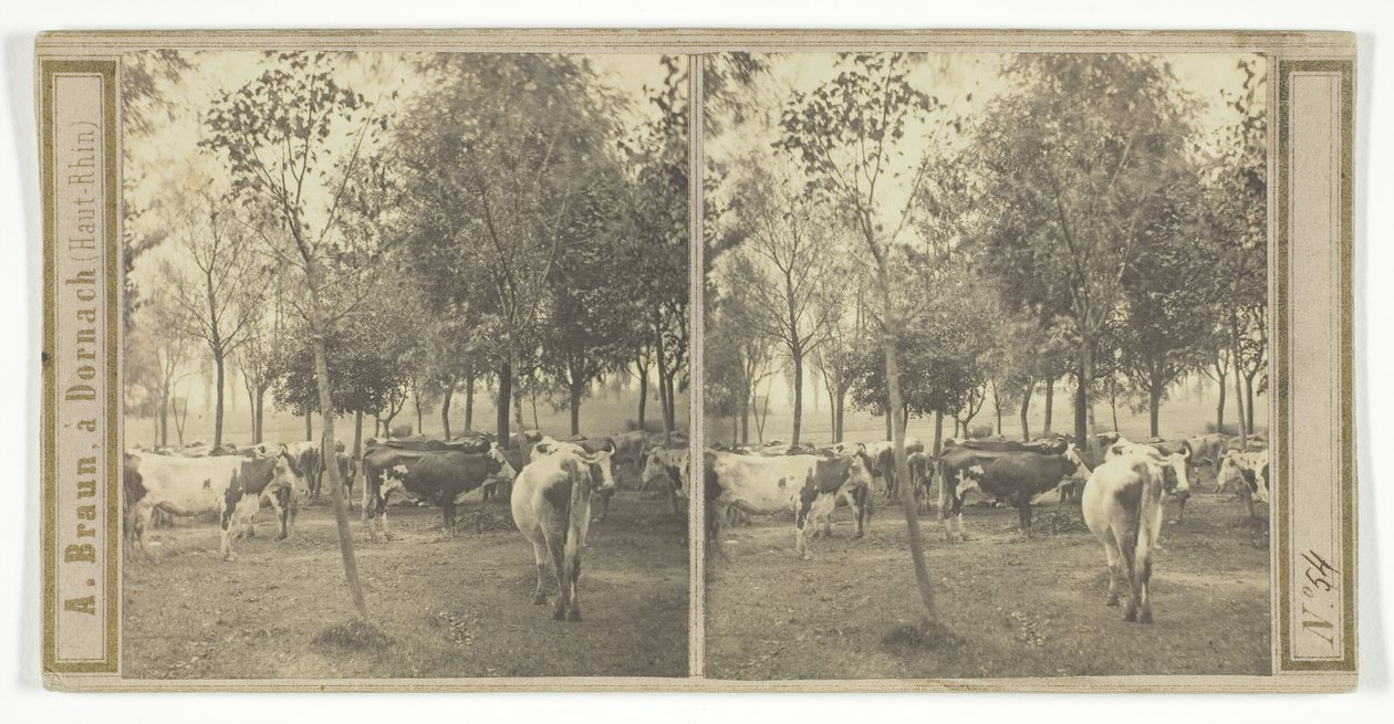 Cím nélkül [tehenek], 185077. alkotó: Adolphe Braun
