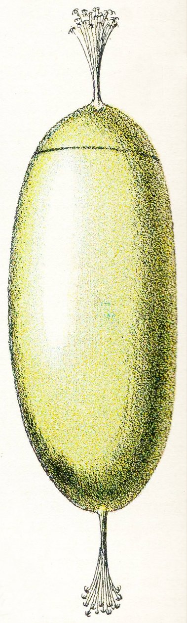 Lámpás tojása, 1923 alkotó: Adolphe Philippe Millot