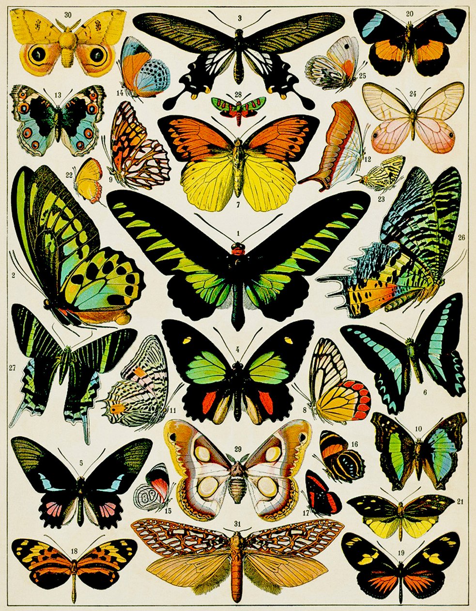 Illusztráció: Pillangók és lepkék 1923 körül alkotó: Adolphe Philippe Millot