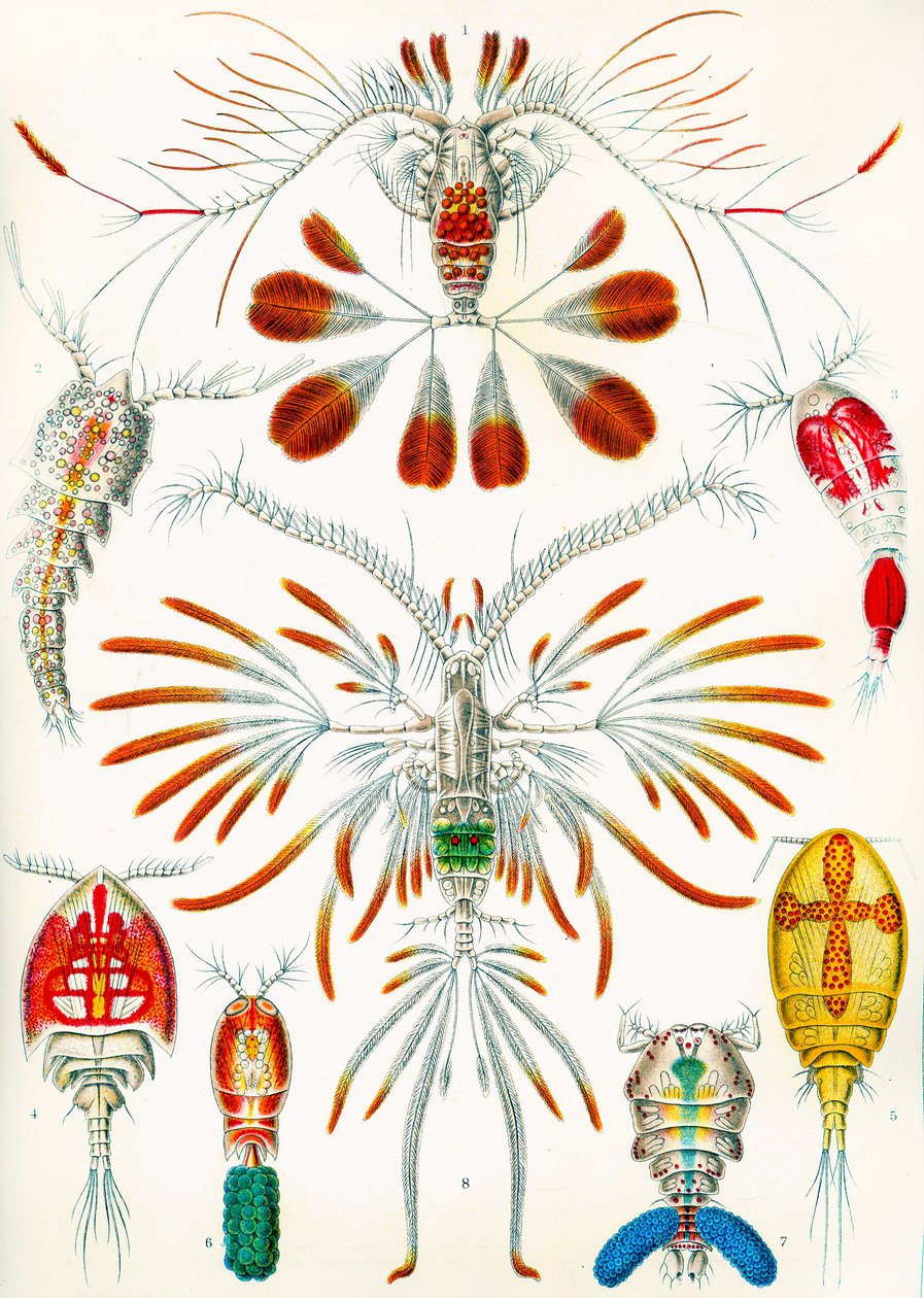 Copepods illusztráció, 1909 körül alkotó: Adolphe Philippe Millot