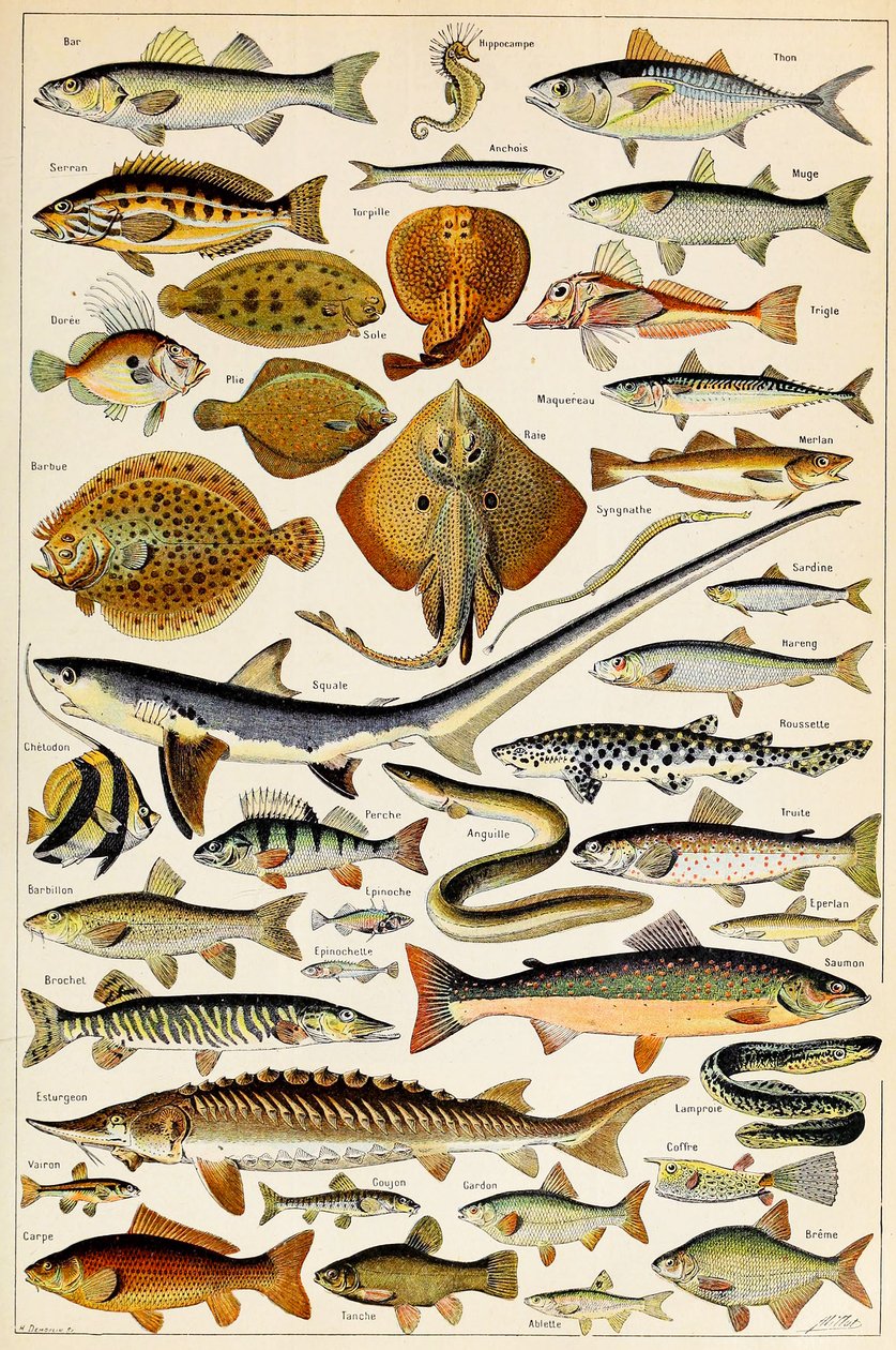 Illusztráció ehető halról, 1923 körül alkotó: Adolphe Philippe Millot