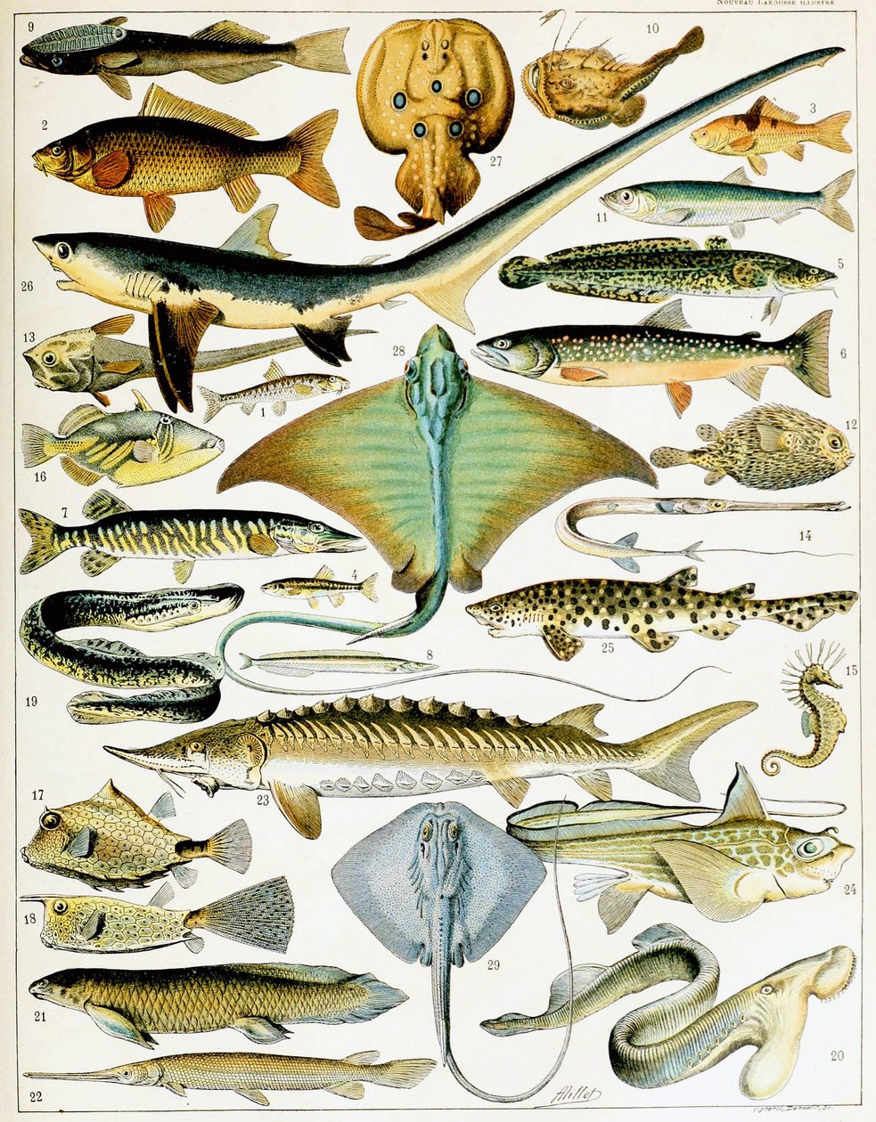 Illusztráció: Fish 1923 körül (litho) alkotó: Adolphe Philippe Millot