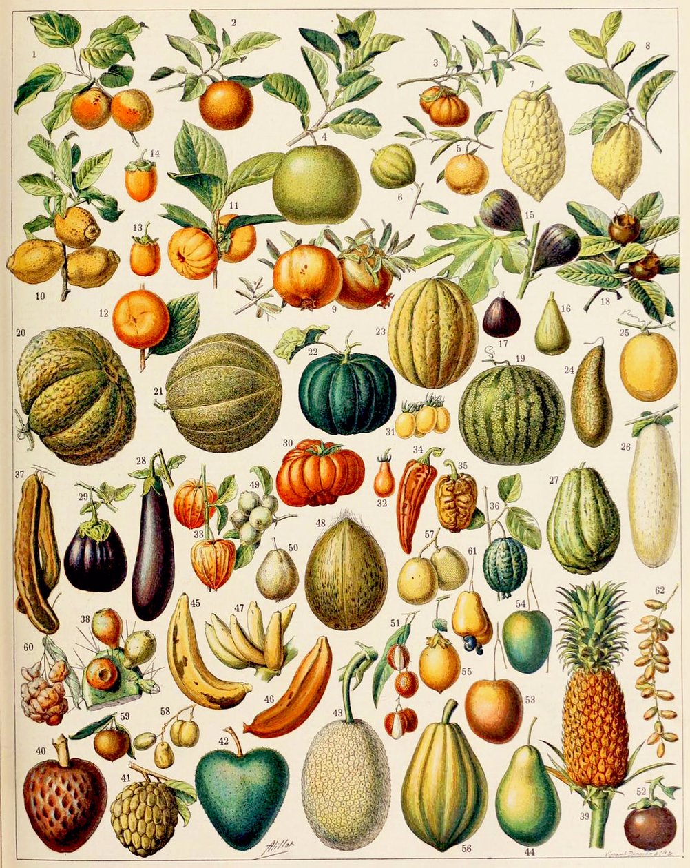 Illusztráció Gyümölcs c.1923 alkotó: Adolphe Philippe Millot