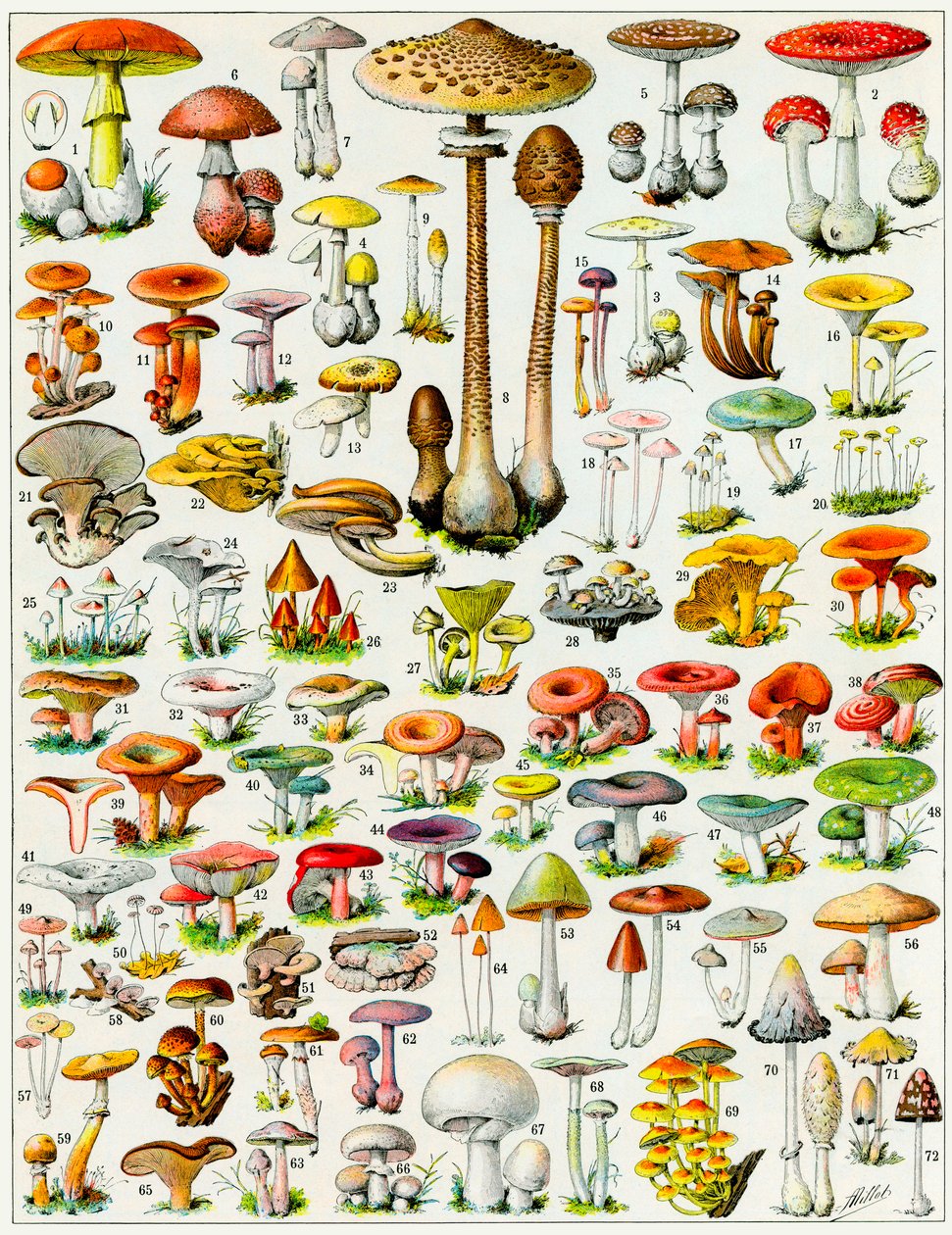 Gomba illusztrációja 1923 körül alkotó: Adolphe Philippe Millot