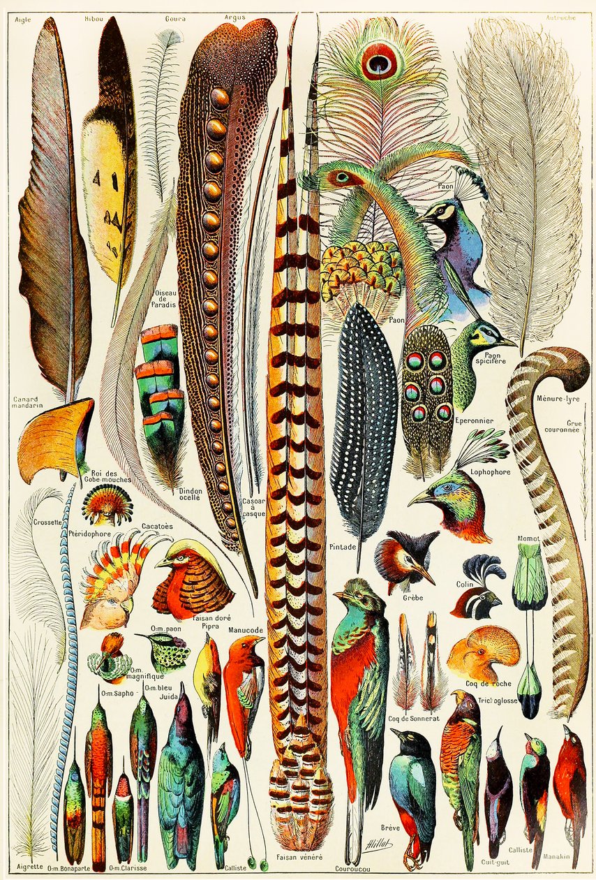 Tollak és madarak illusztrációja 1923 körül alkotó: Adolphe Philippe Millot