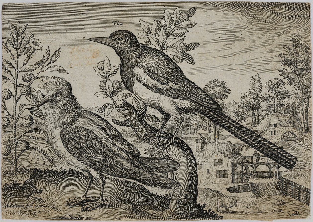 Old Master Metszet alkotó: Adriaen Collaert