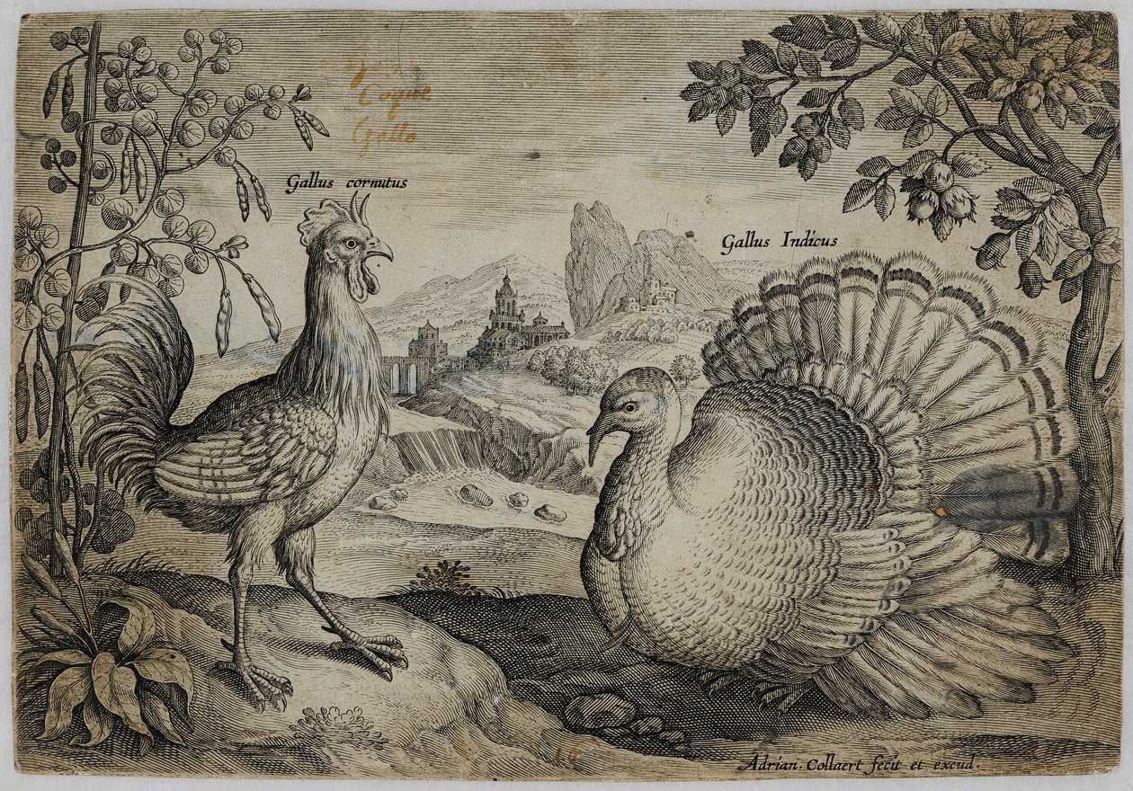 Old Master Metszet alkotó: Adriaen Collaert