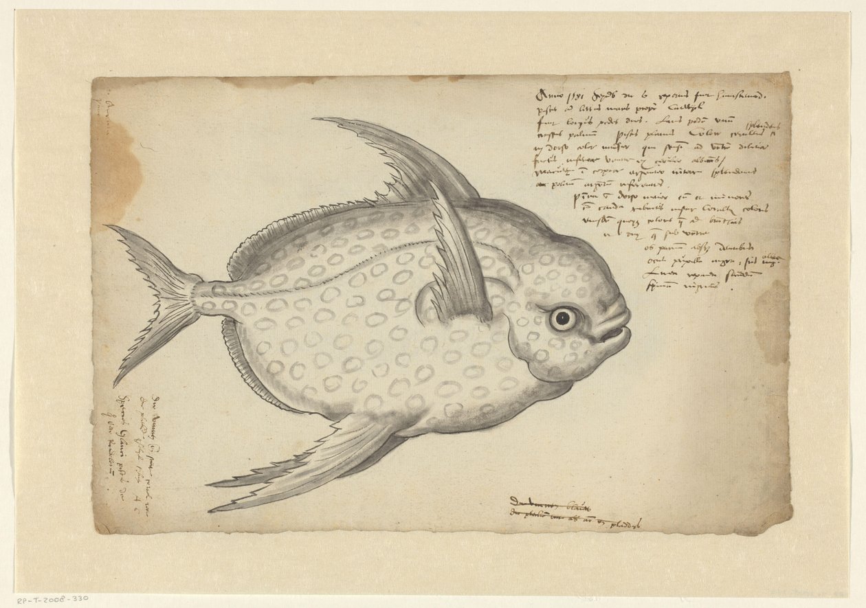Kingfish alkotó: Adriaen Coenen