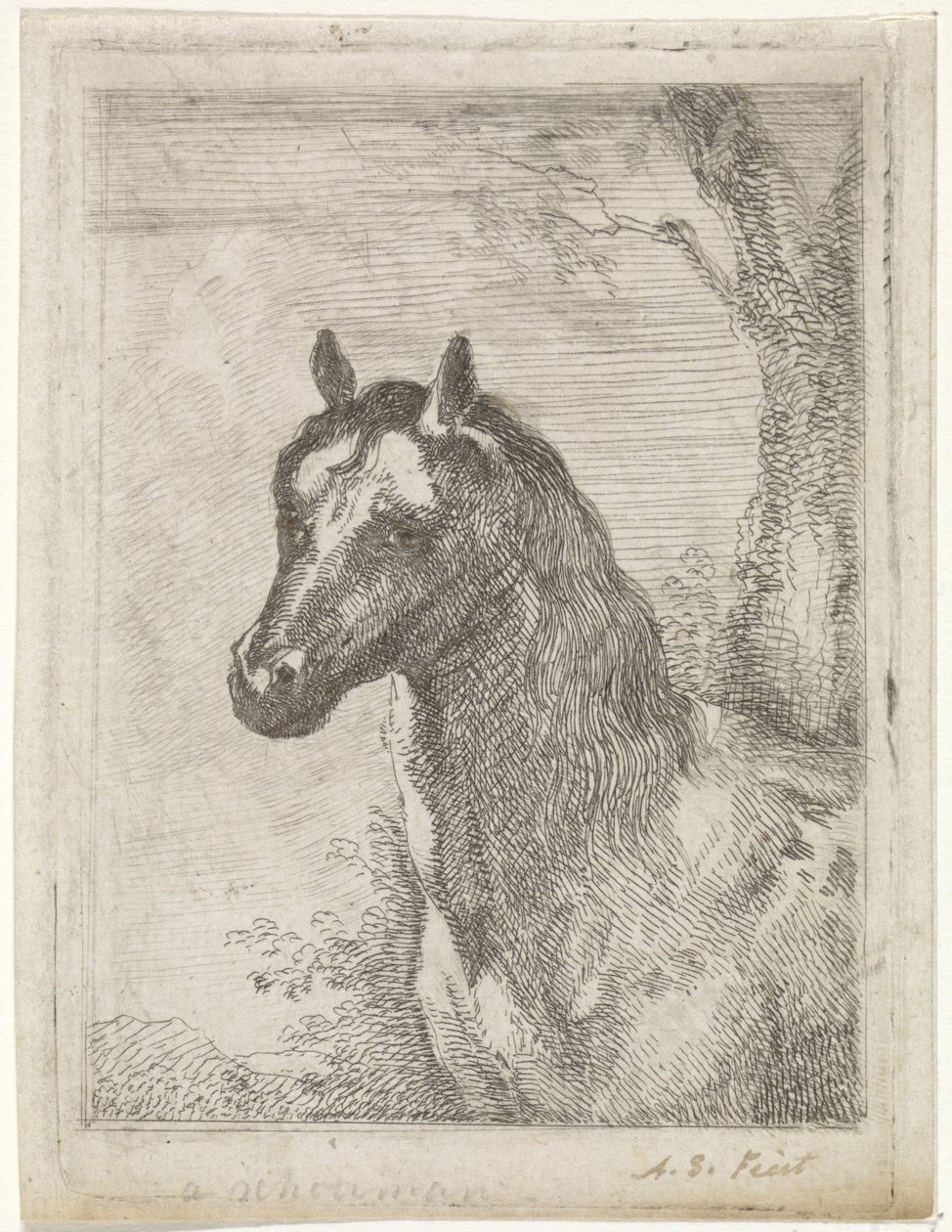 lófej alkotó: Aert Schouman (signed by artist)