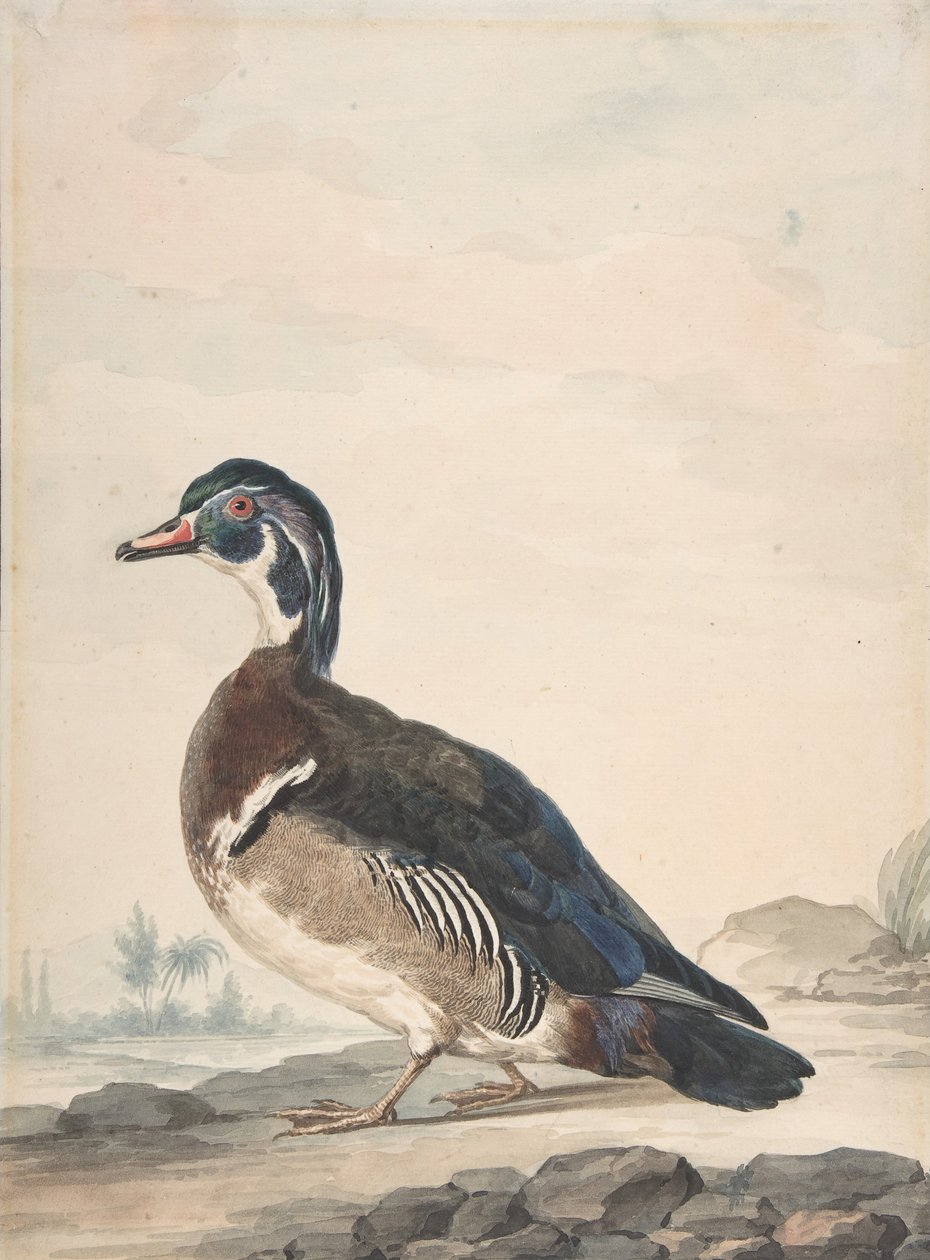 Egy kacsa, 1725-92. alkotó: Aert Schouman