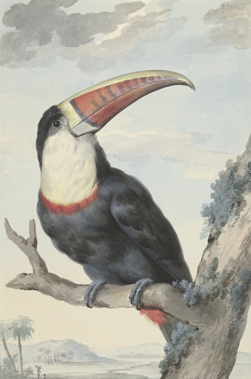 Vöröscsőrű tukán, 1748 alkotó: Aert Schouman