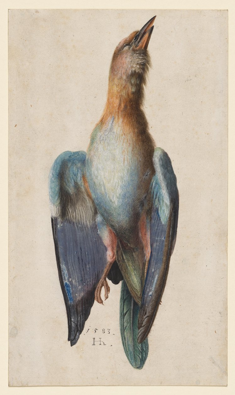 Dead Blue Roller alkotó: After Albrecht Dürer