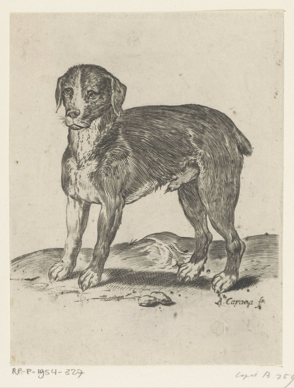 álló kutya alkotó: Agostino Carracci