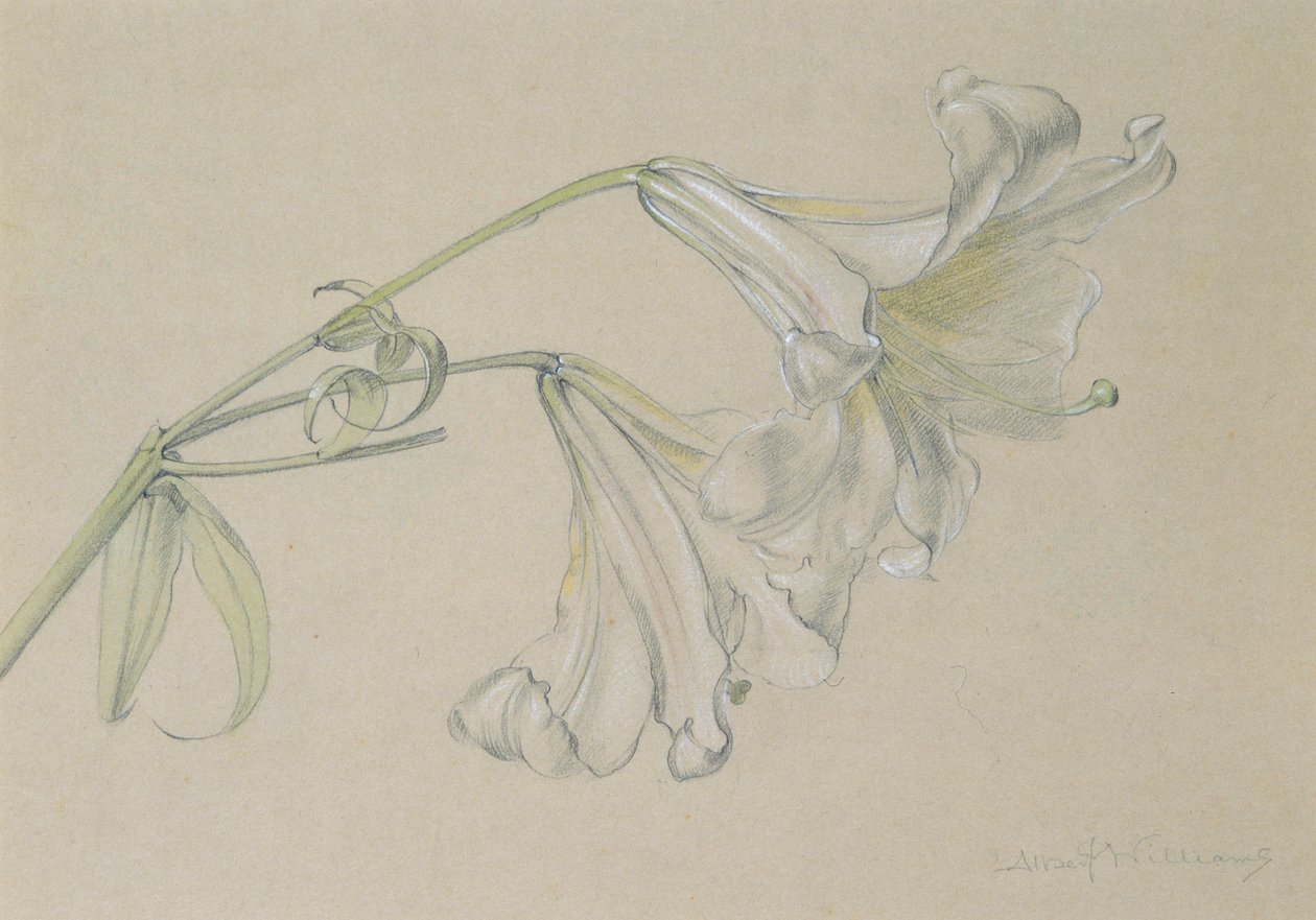 Liliom (wc, ceruza és kréta papíron) alkotó: Albert Williams