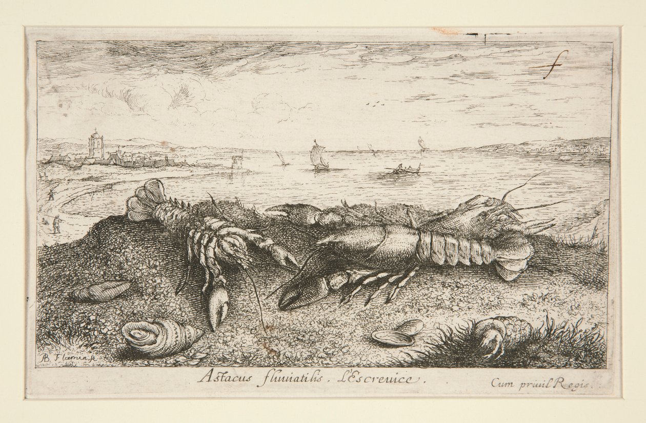 Astacus fluriatilis. L alkotó: Albert Flamen