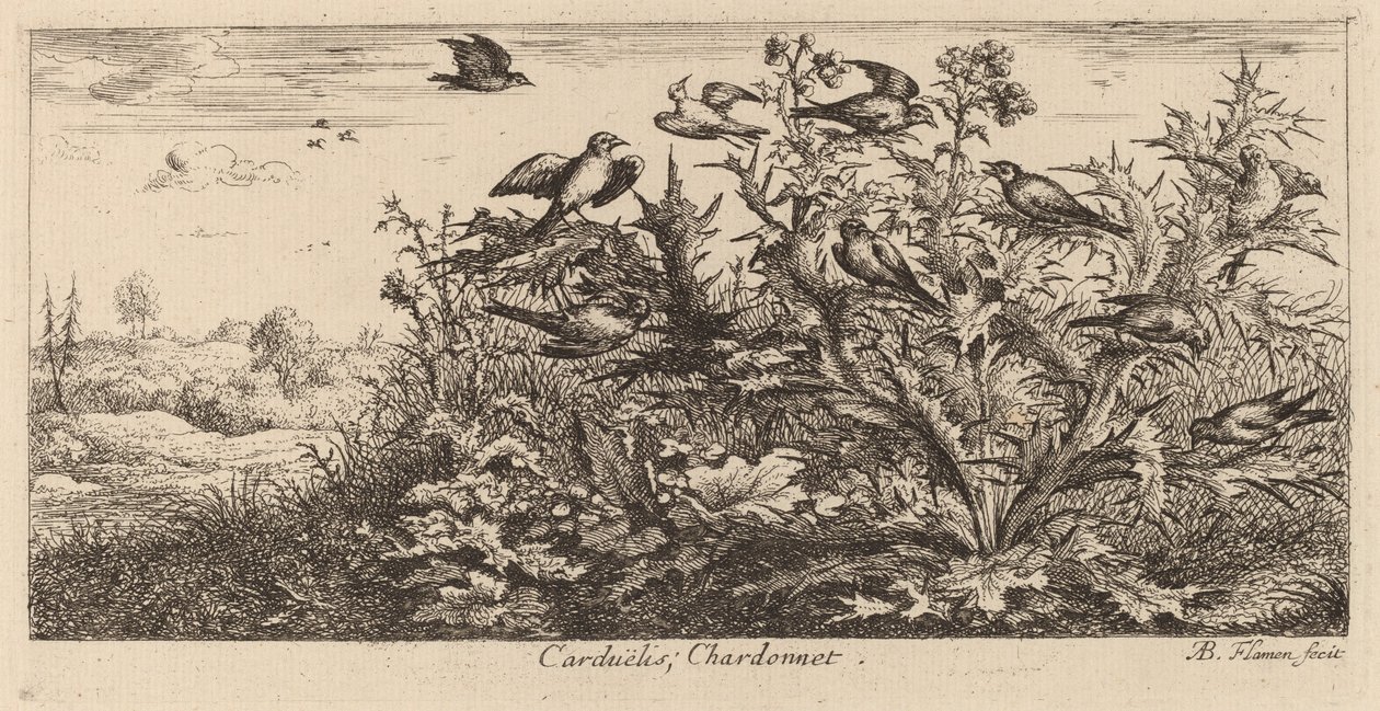 Carduelis, Az aranypinty alkotó: Albert Flamen