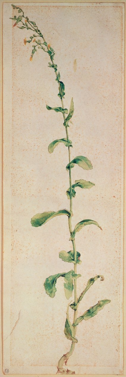 Dohánygyár alkotó: Albrecht Dürer