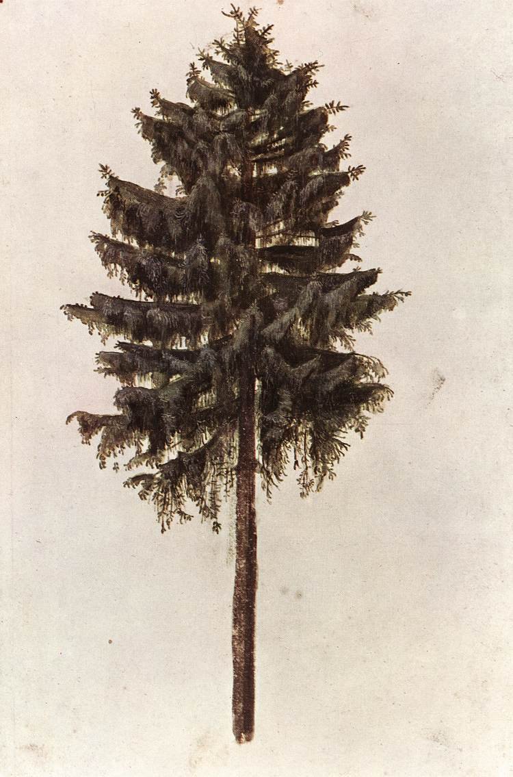 Picea abies fa alkotó: Albrecht Dürer